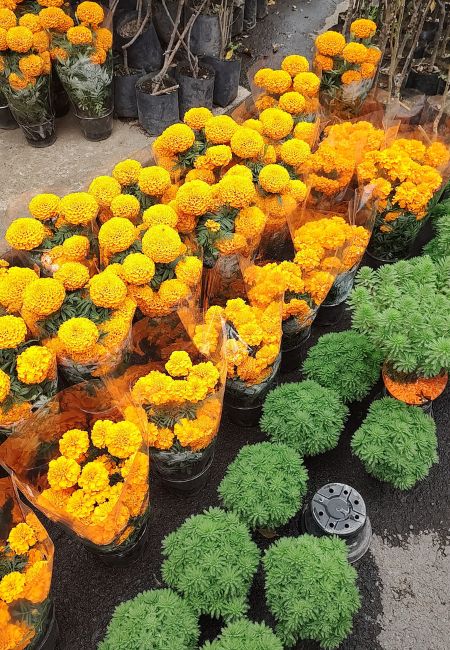 mercado de plantas y flores madreselva nativitas
